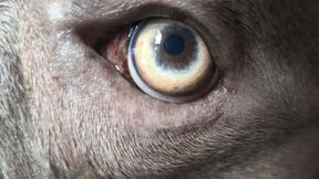 EDLXPPX_VehicleLimiter