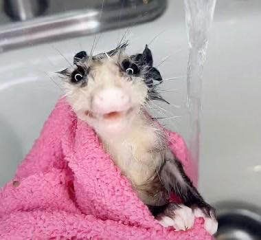 Possums Mod A TEST