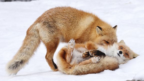 2. KdoKp Conflict Tweaks