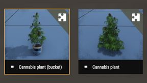 Cannabis sativa plant