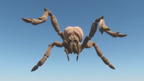 Spider