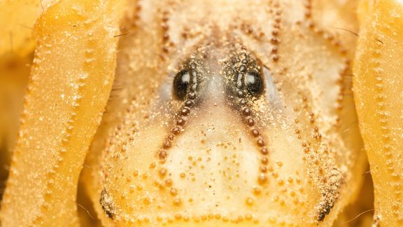 SKORPIONCHUJENFUSION