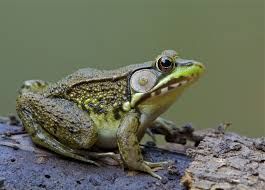 Frog In One preview