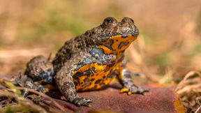 FR - Destruction Russe