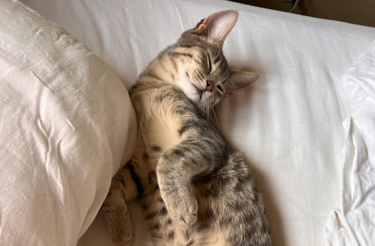 landaire - Group Objectives