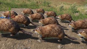 Bober kuurwaaaaaaaaa