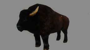 Yak
