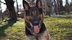 Diddlers Sever Banner Test