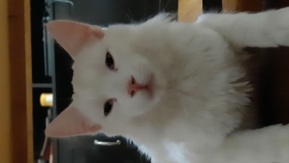 BodyCamFixSpearhead-luft