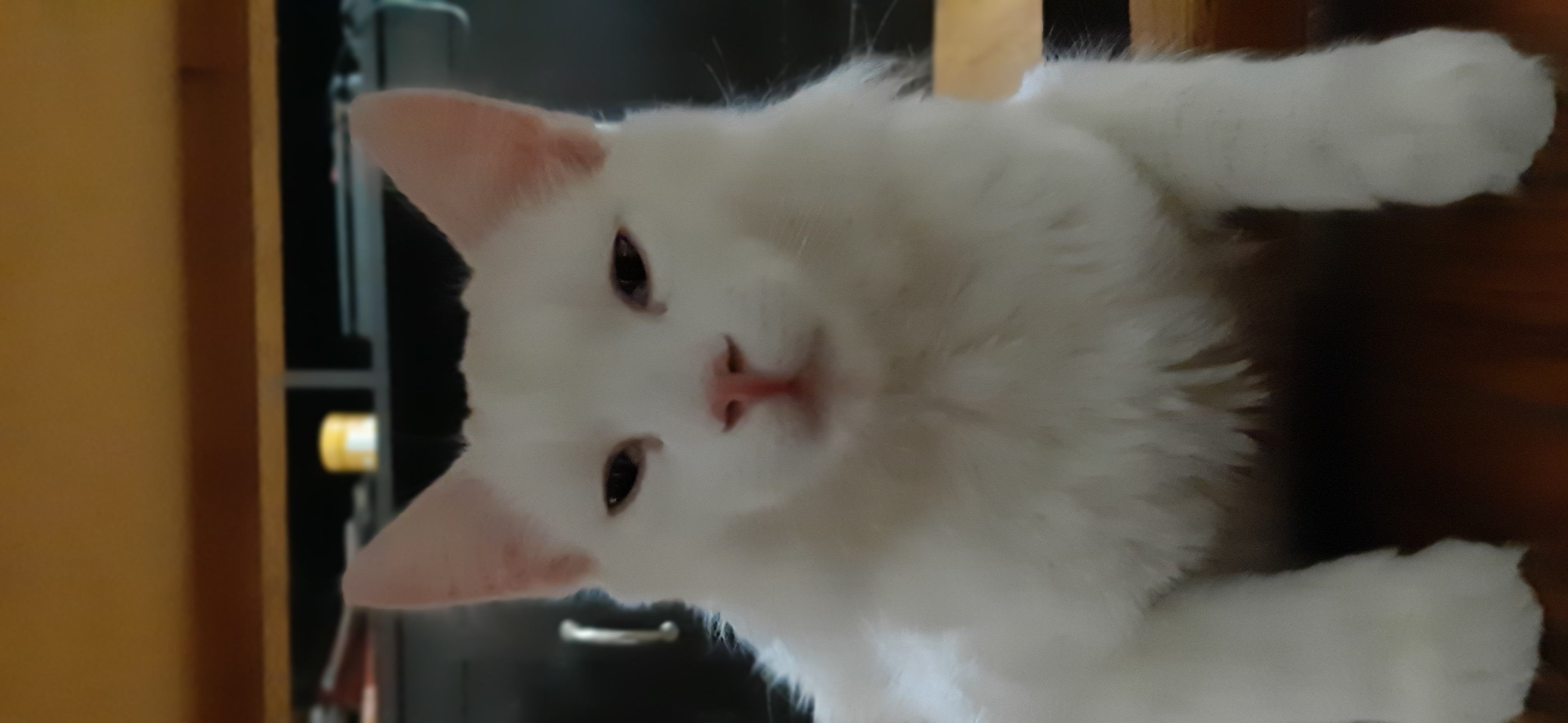 BodyCamFixSpearhead-luft