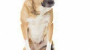 New Enfusion Project teste