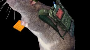 Frontline Everon North