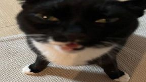 Game Master Copy Paste