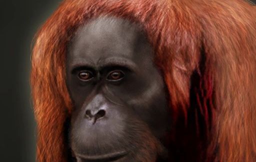 Mega Range Medical Zone