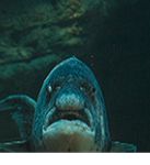 Kinkos Everon x Arland