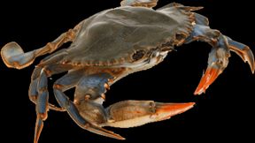 NoinstantDeath PBJam