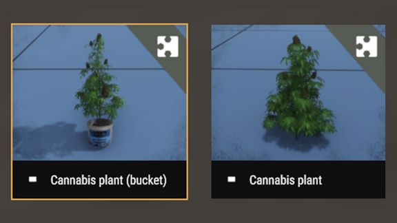 Cannabis sativa plant