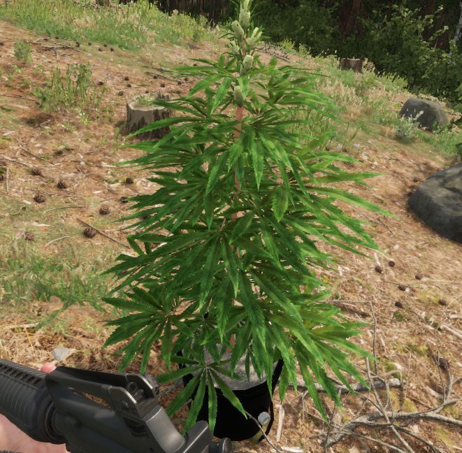weed preview