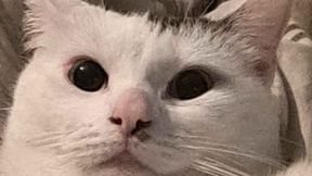 SH Persistent Vehicles