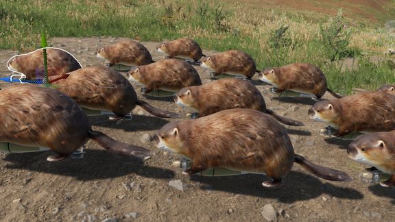 Bober kuurwaaaaaaaaa