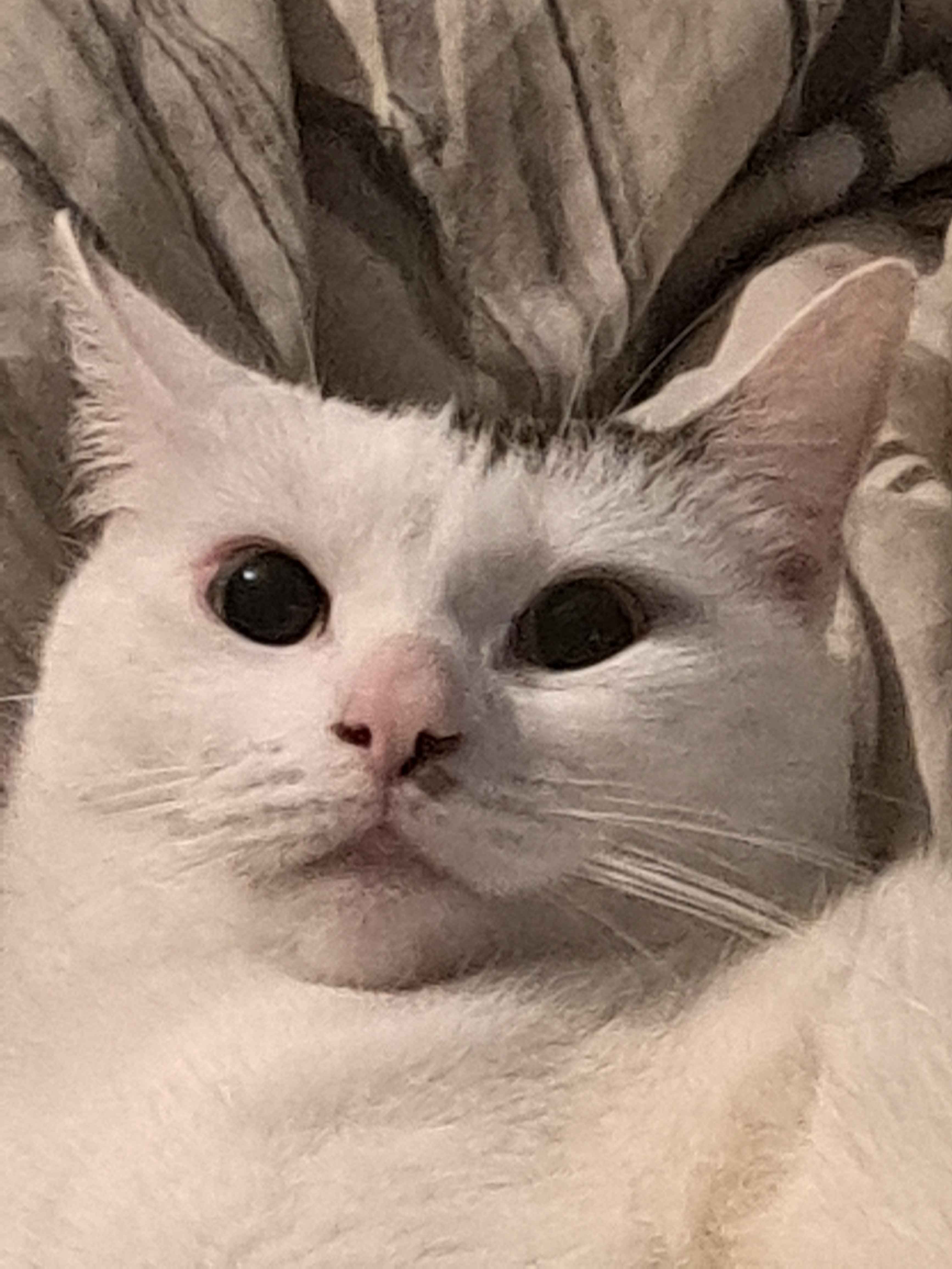 SH Realism Hardcore Bakhmut