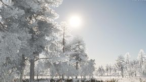 Scandinavian Winter Forest