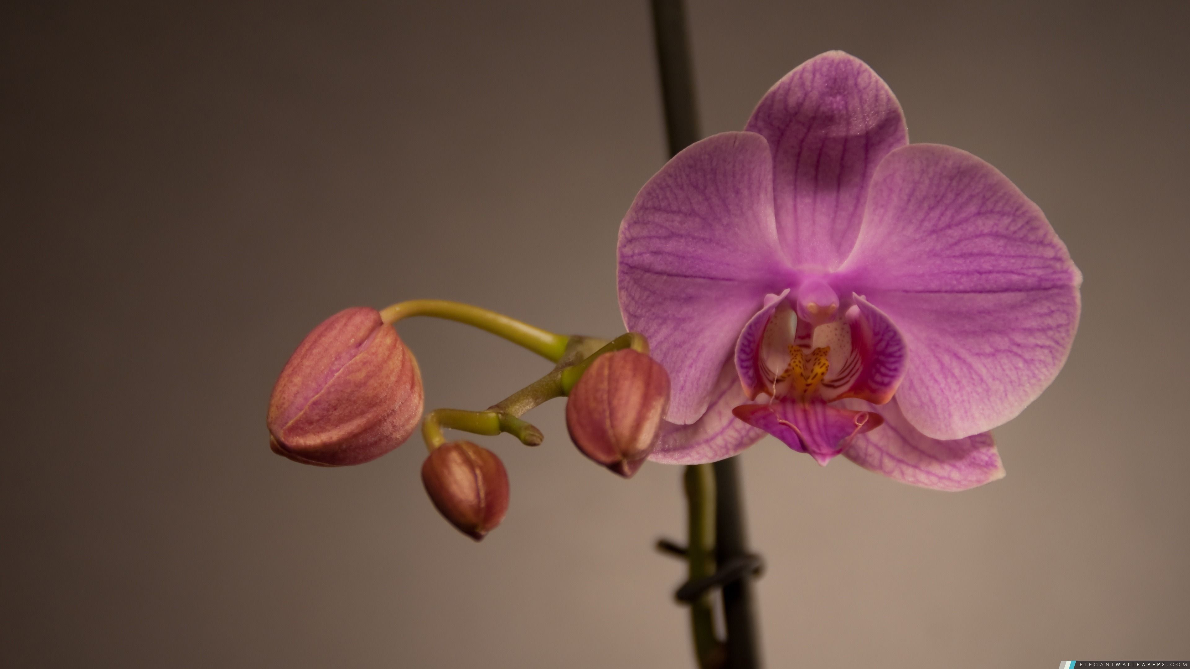 Anizay_Conflict test