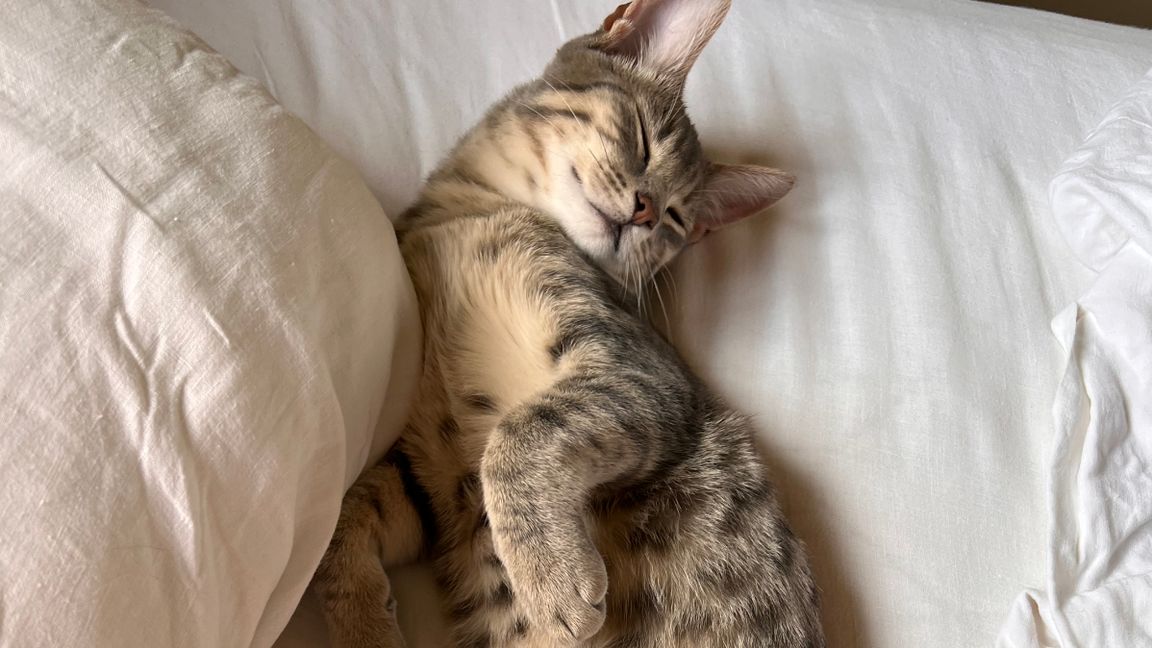 landaire - Group Objectives