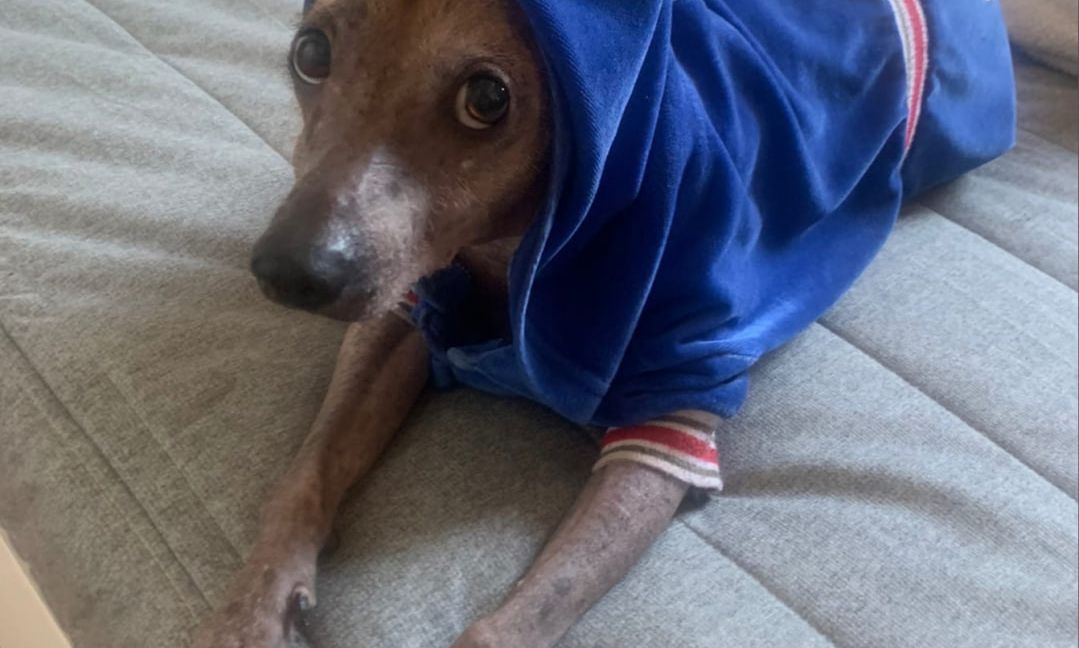 WCS to vanilla arsenals