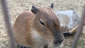 SH Bakhmut Drone Conflict