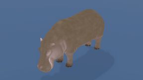 house hippo