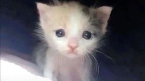 CZ_FrontLine_GameMode