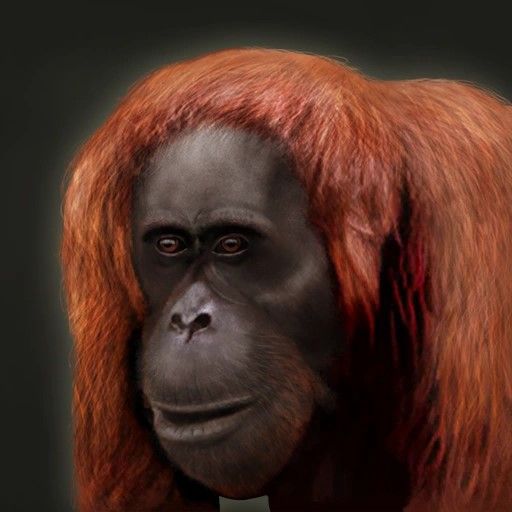 Mega Range Medical Zone