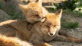 2. KdoKp Server Banner