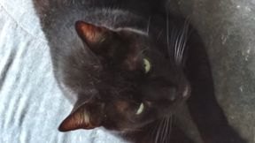 Capture &  Hold w QRF Factory