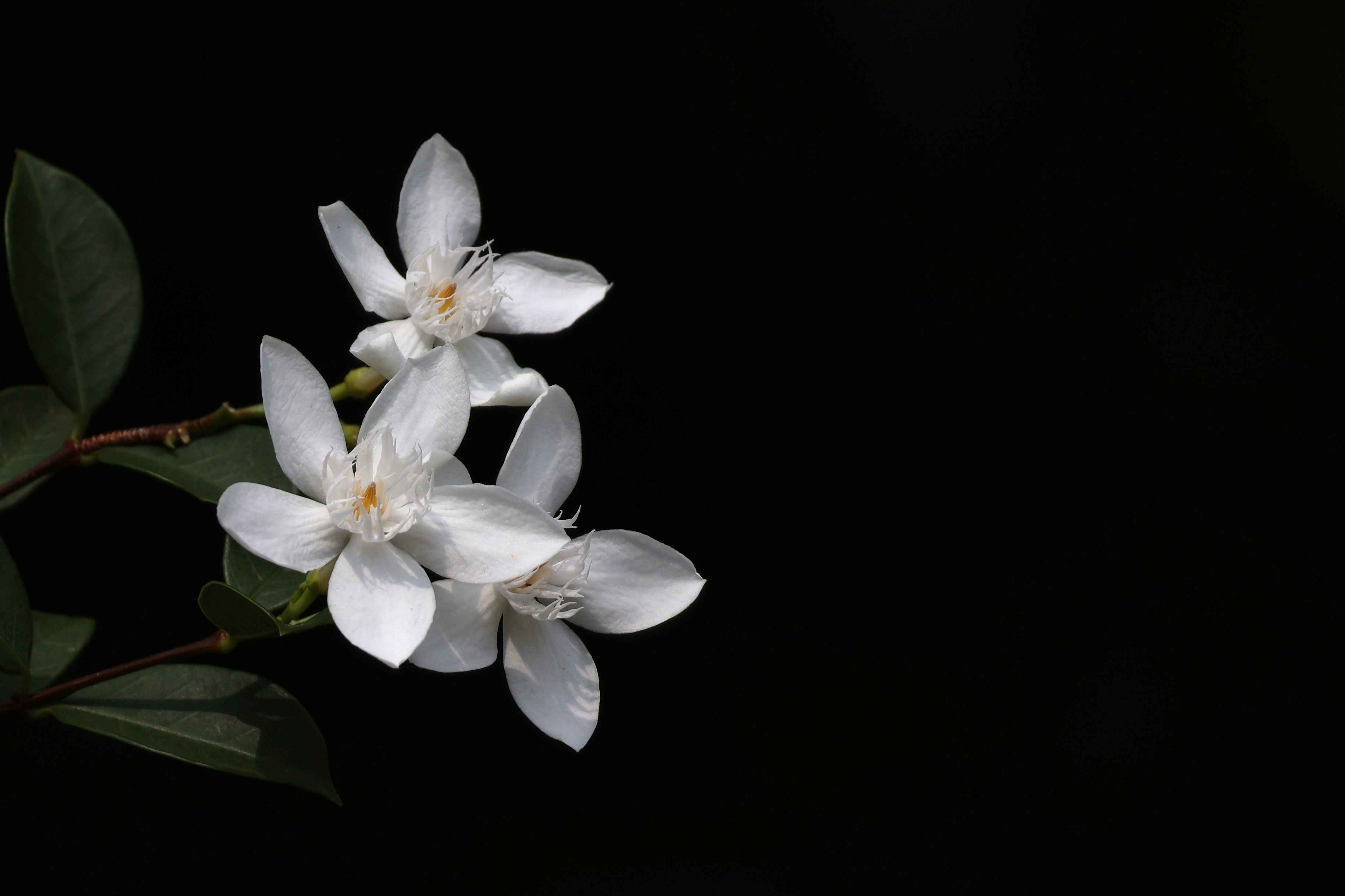 Overthrow RHS Easier