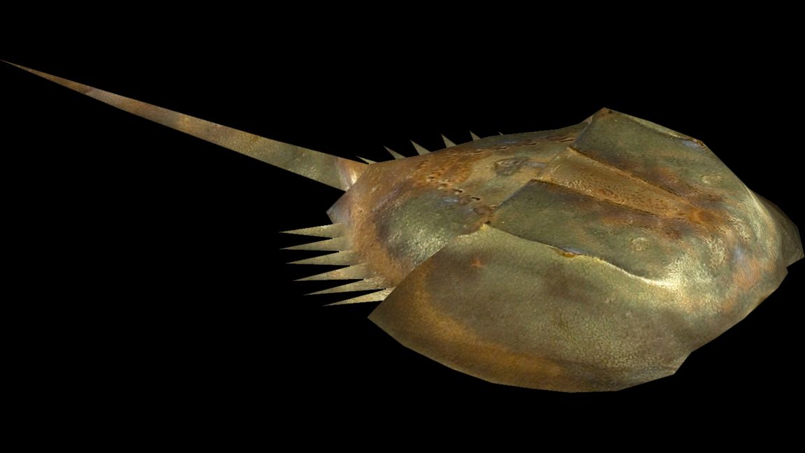 Eurocorp fia replace