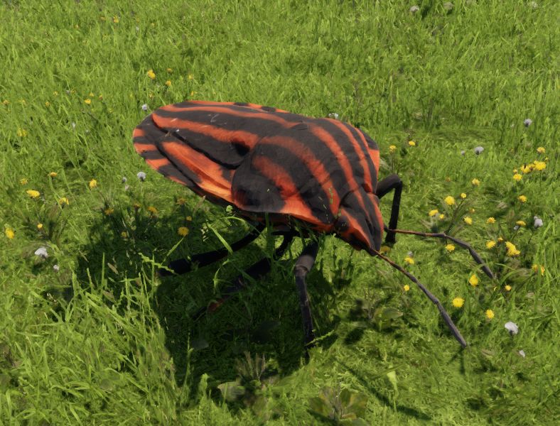 Graphosoma Lineatum preview