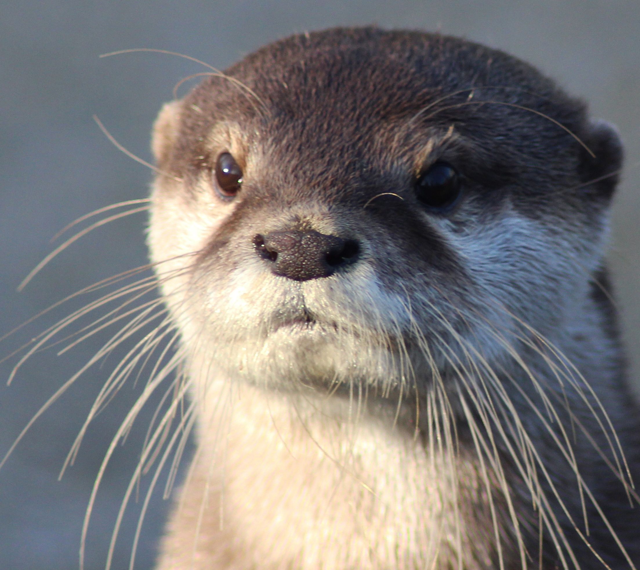 Operation Firestarter preview