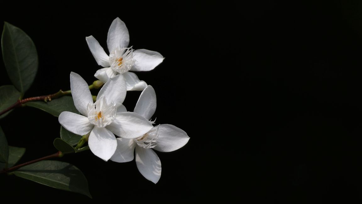 Overthrow RHS Easier