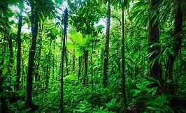 WelcOmE To The JunGLe