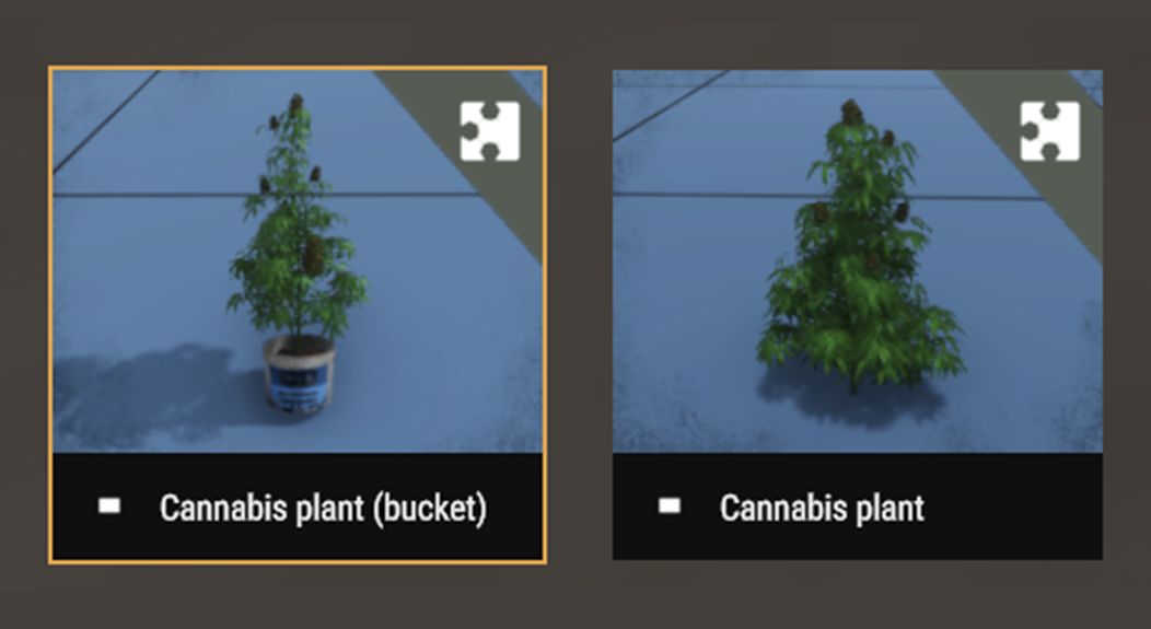 Cannabis sativa plant